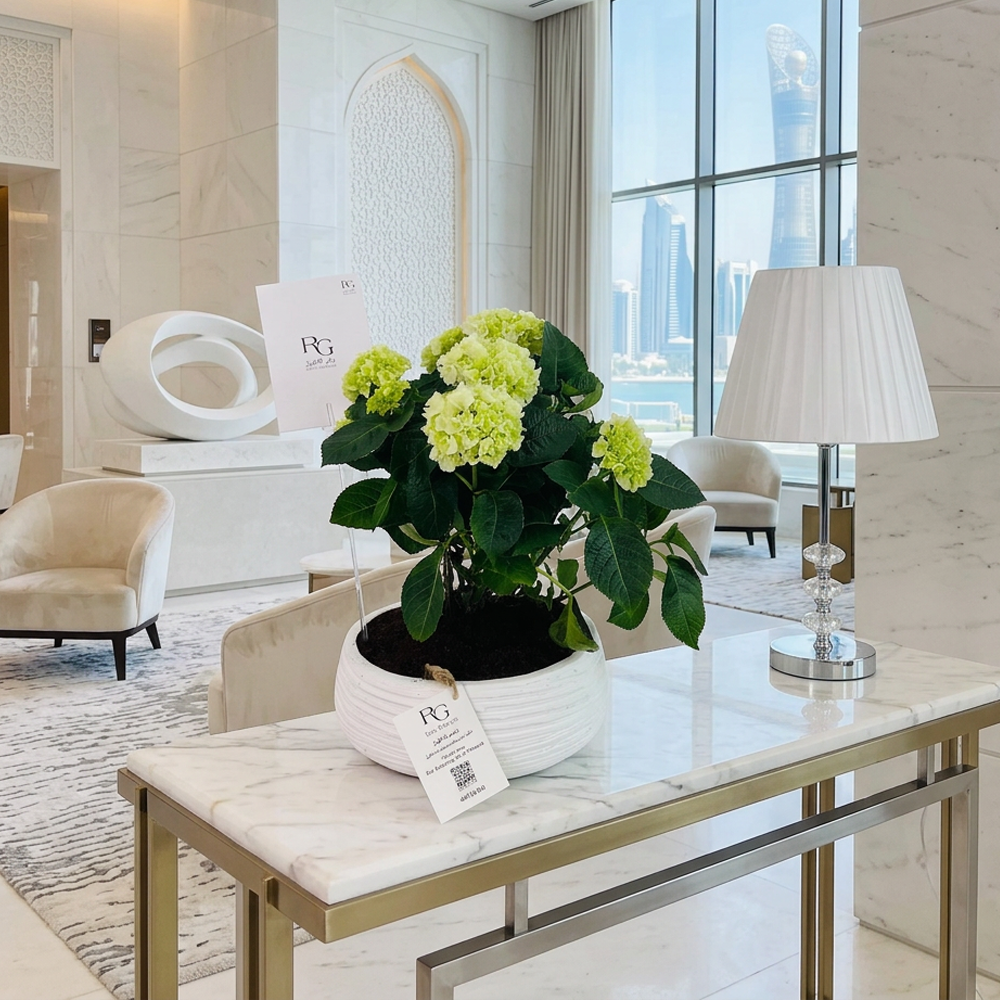 نبات هايدرينجا ابيض رقم.16734