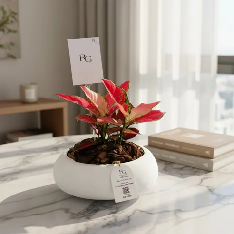 نبات اجلونيما رقم.22345