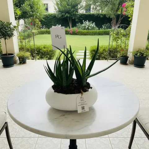 نبات الألوفيرا رقم.22352