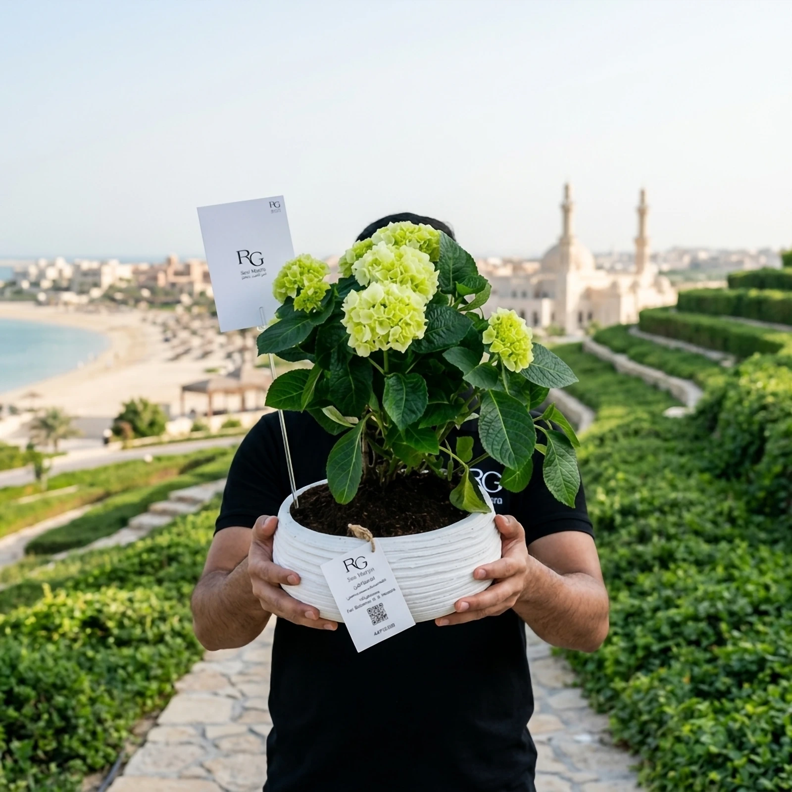 نبات هايدرينجا ابيض رقم.16734