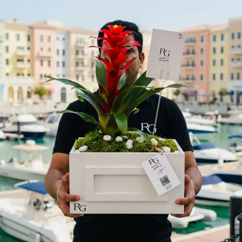 بوكس نبات الجوزمانيا رقم.12437